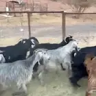معراء طيبه دفيع وضريع ( تم البيع )