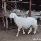 تم البيع وسيتم تحويل العموله