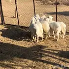 رخال للبيع -