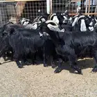معزا عوارض منايح مراح دفيع العدد 20 با الفحول 2 للقناي