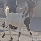 4 معزا دفيع شرط توم على 2 فحص سونار