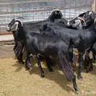 معزا سرحه للبيع دفيع ومضريع العدد 7 منوه القناي