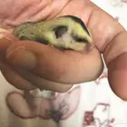 سنجاب الطائر
