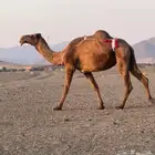 لقحه