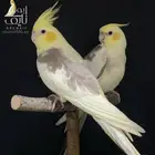 كروان هولندي طفره