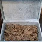 عود كلمنتان