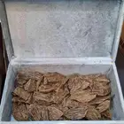 العود الأزرق