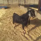 فحل معز للبيع