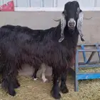تيس فحل عارضي فاخر سنه ثني شرط الضراب