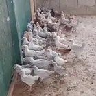 إعلان بيع صيصان دجاج