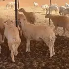 غنم مراح حريات حرش دفيع ومتابيع