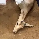 غزال مفقود صامطه قرية الزاوية في المزارع