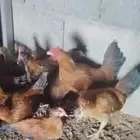 30 ديك مهجن بلدي وبرهما
