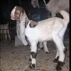 جفر مشروع فحل كاموري