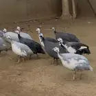 حجل