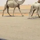 خلفه شقحا