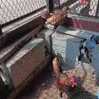 دجاج سبرايت نحاسي