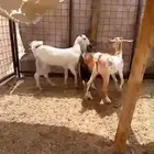 ثنتين جفار وتيس