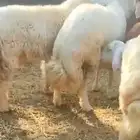 اضاحي خرفان جبر فاخر فاخر من الطائف والشعيبه