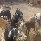 ماعز للبيع الصحه شرط