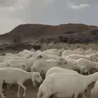 غنم