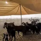 ماعز مواليد ودفيع