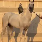 حصان واهو شيخ باقي التفاصيل بالصورة يوجد مقاطع بالواتس