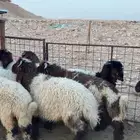 طليان نعيمي هرافى بلدي شرط