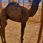 حوار ربيع بري