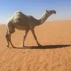 بكره وضحا كفو