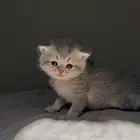 انتاج سكوتش مستوى قوي