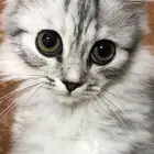 شيرازي