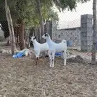 جفرتين بيشيه فاخره  ) العمر من 3 الى 4 شهور