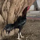 ديك شامو