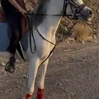 فرس مصريه واهو