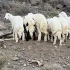 خرفان كفوا للبيع