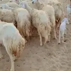 ضان مقاني