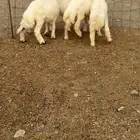 طليان للبيع