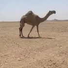 للبيع لقحه رباع