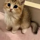 قطة انثى سكوتش ستريت عمرها شهرين للبيع
