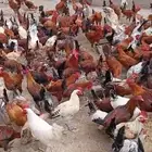 ديوك للبيع