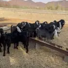 حلال ( معزا وضأن) حلال بر خصم سليم من الأمراض