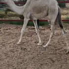 قعود