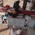 دجاج جبنيز صيني قزم