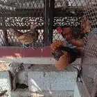 دجاج سبرايت نحاسي