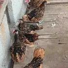 دجاج سبرايت نحاسي