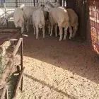 للبيع طليان حريه وتيوس