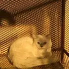 قطط للبيع معى اغراضهاا