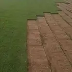 توريد وزرعه ثيل طبيعي وزراعه نخيل زيته وشنطن