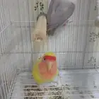 عصافير